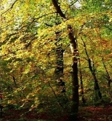 Uusi tuote: Hydroksipropyylitetrahydropyraanitrioli (öljyliukoinen)